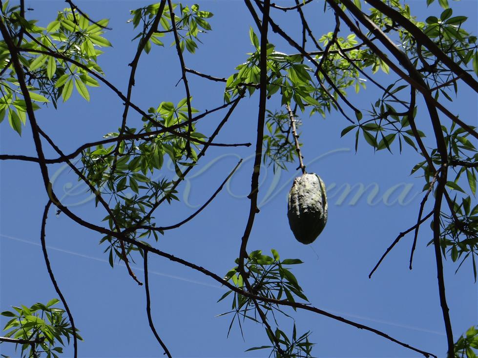  Tree bearing fruit (Capsule)